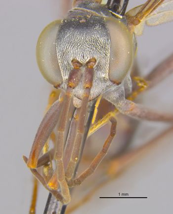 Media type: image;   Entomology 25269 Aspect: head frontal view